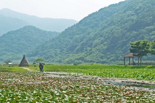 [포토뉴스] 꽃망울 터뜨리는 고성 상리연꽃공원