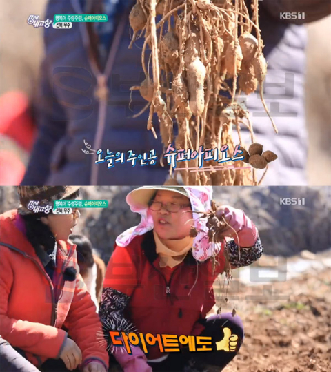 6시내고향 슈퍼아피오스, 인디언 감자…영양성분·효능은?