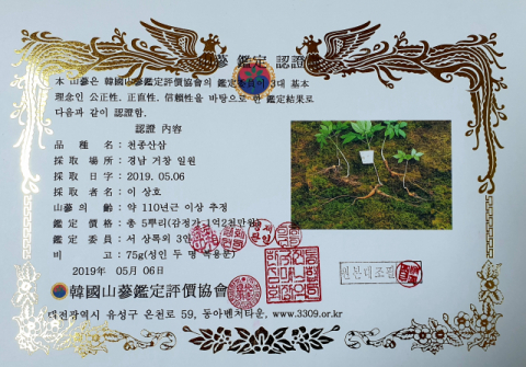 110년 천종산삼 5뿌리 거창지역에서 발견