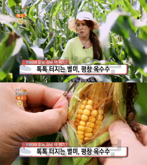 생방송 오늘 저녁 평창 옥수수(강냉이) 국수, 대화면 평창면옥…한별이의 뭐먹지(오늘방송맛집)