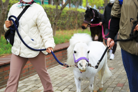 렛츠런파크, 자연과 말과 함께하는 치유 홀스테라피(Horse therapy)