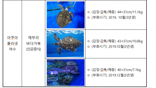 [해양수산 뉴스] 해수부, 바다거북 6마리 해양방류 外