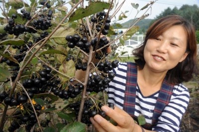 [포토뉴스]아로니아베리 맛보세요