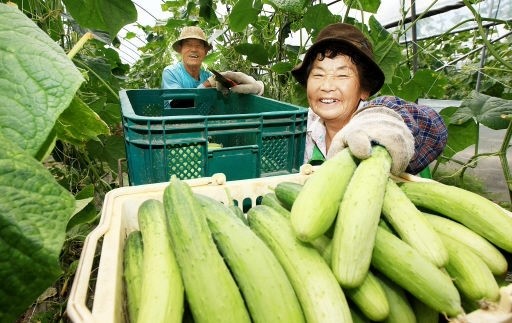 [포토뉴스]아삭한 식감 일품 춘천 오이 납시오