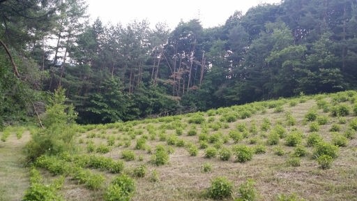 [창조경제 미래기업이 뛴다]설탕보다 1,000배 단맛 나는데 당분은 0%