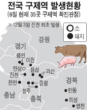 돼지 이어 소까지 구제역 계속 확산