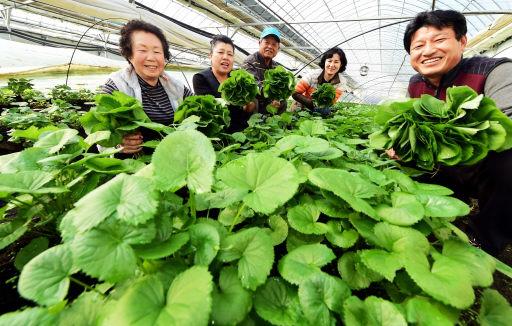 [포토뉴스]보름 당겨진 곰취 수확