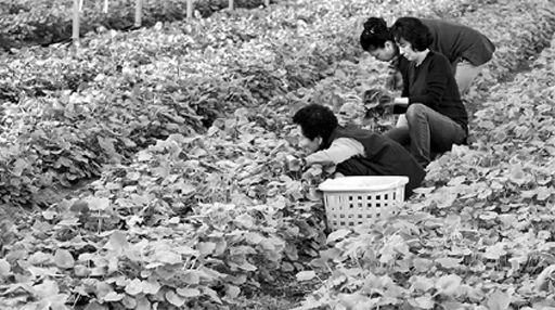 [포토뉴스]봄맞이 고추냉이 수확 한창