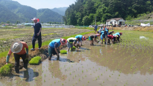 [횡성]새참 함께 먹으면서 추억의 손 모내기