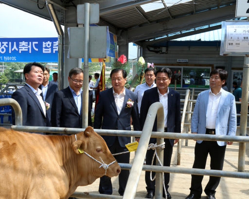 [홍천]전자경매 첫날 한우 35마리 거래 성황