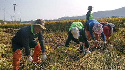 [포토뉴스]농촌일손돕기 팔걷은 묵호농협