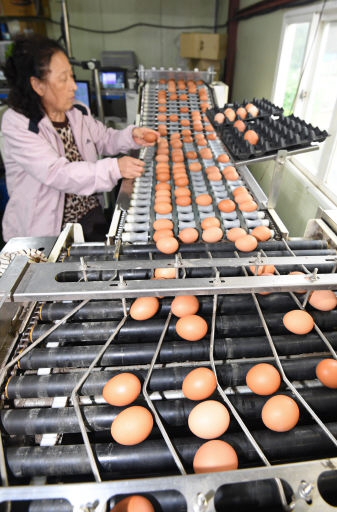 [포토뉴스]`안전한 달걀 출하