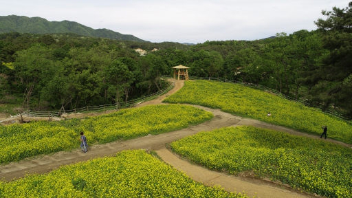 [철원]고석정 밀밭·유채꽃정원 관광객에 인기 폭발