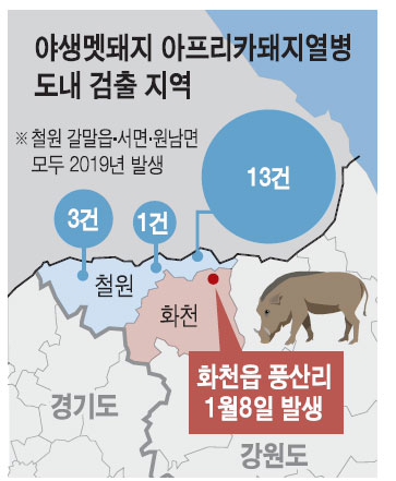 화천서 첫 감염 멧돼지…다시 확산되는 돼지열병 `초비상