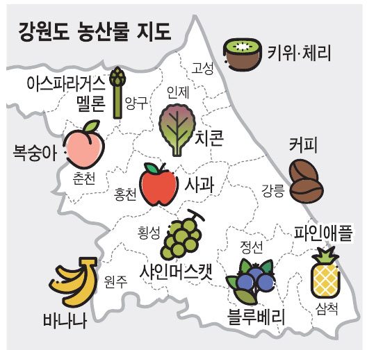 원주 바나나·삼척 파인애플  열대과일 최적지 된 강원
