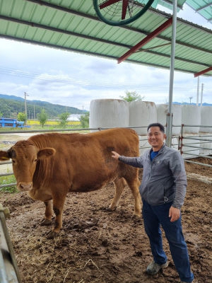 [홍천]‘한 마리 2천만원 홍천 슈퍼 한우 화제