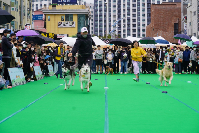 제57회 설악문화제 시민·관광객 12만 명이 즐겼다