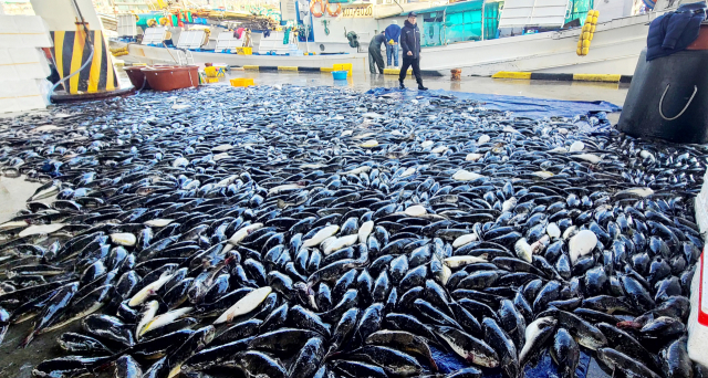 [포토뉴스]복어가 풍년이네!