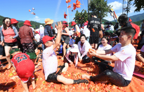 [화천토마토축제] 농촌에 수십억대 경제효과 창출