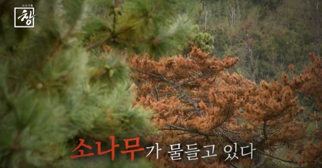 KBS 춘천방송총국 ‘붉은 소나무의 비밀’ 3일 방영