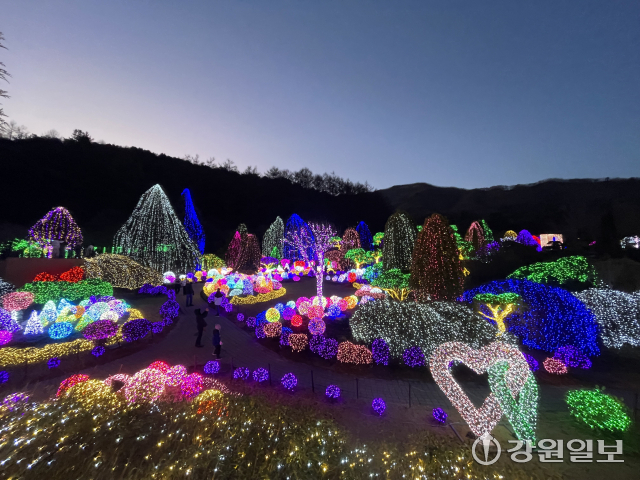 [팔도핫플레이스]‘오색별빛정원展’ 불밝힌 가평 아침고요수목원