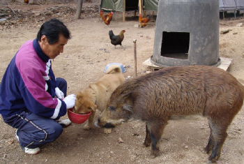 돈순이를 아시나요? 멧돼지 오는 집 화제