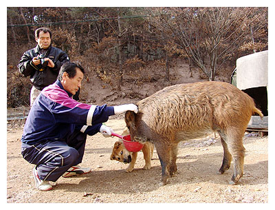 비운의 야생 멧돼지 돈순이