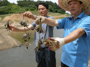 안동호가 맑아졌다…민물참게 30년만에 돌아와