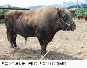 [토종이 경쟁력이다]토종  한우 칡소