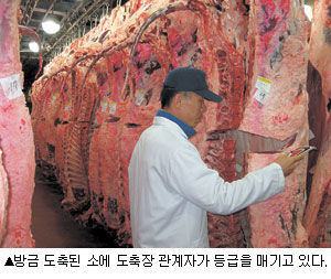 [도축장의 진화]-고령축산물공판장을 찾아서