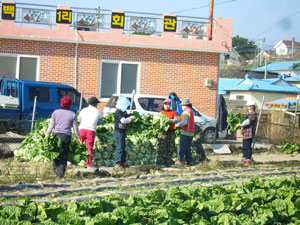포항 흥해읍 영농사업단 사랑의 김장 담그기 운동