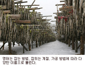 [궁금증을 풀어드립니다] 명태의 다른 이름은?
