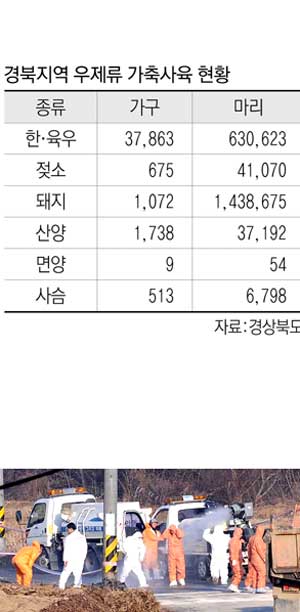 돼지 이어 소까지…  청정 경북 첫 구제역