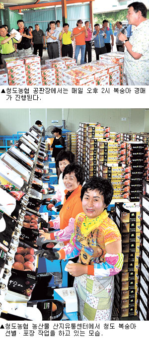 [복숭아 산지 청도] 웃음꽃 피는 농가