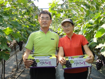영천 씨없는 거봉포도 2년 연속 대상 수상