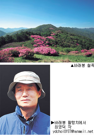 [포토갤러리] 바래봉 철쭉