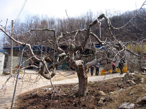 100년 전 원조 안동사과 후계목 살아있다