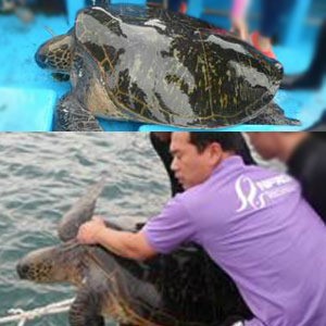 300살 푸른바다거북 방류 고기 잡다가 걸려든…300년 동안 산 거북이
