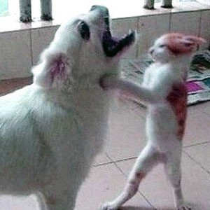 멱살 잡은 고양이 2탄 상고양이! “개팔자 상팔자면 다냐옹?”