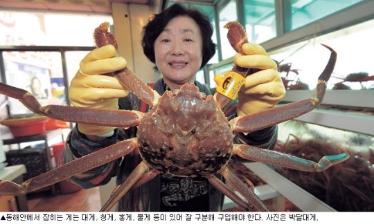 [동해안 겨울 별미 여행] 대게