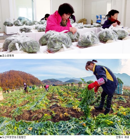 농가소득 불리는 안동 마을기업 6곳