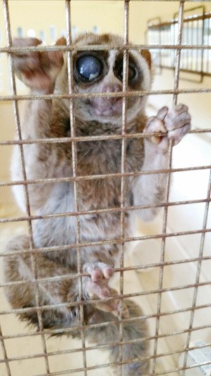1급 멸종위기 늘보원숭이 어디서 왔지?