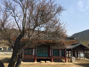 매화 향기 따라 산청으로~