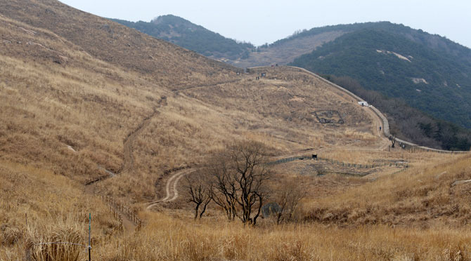 하늘 하늘 억새 연분홍 진달래 빨리 오라 손짓…창녕 화왕산