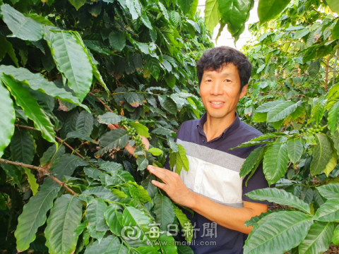 청송에 세계 특허 커피와 커피 농장 있다!