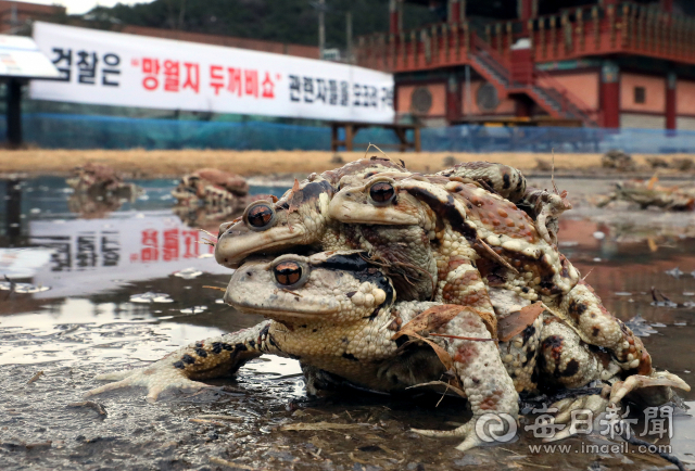 [포토뉴스] 대구 망월지 두꺼비 생태공원 난항…산란지로 이동하는 두꺼비