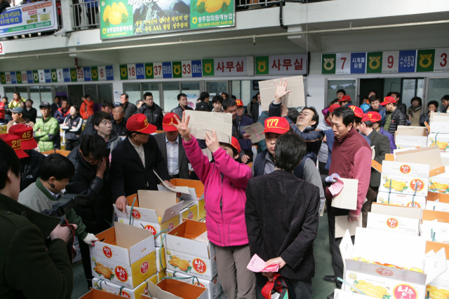 성주 사람도 궁금한 성주참외 이야기