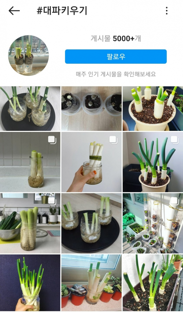 227% 상승 대파 값 치솟자 집에서 키워 먹는다 #파테크 열풍