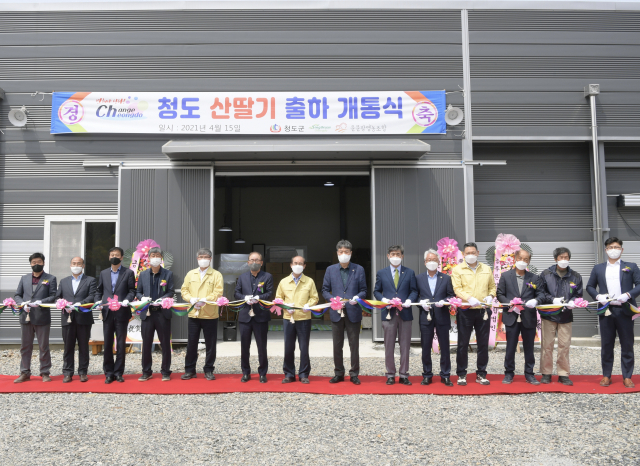 청도 운문팜 영농조합 산딸기 공선장 개장