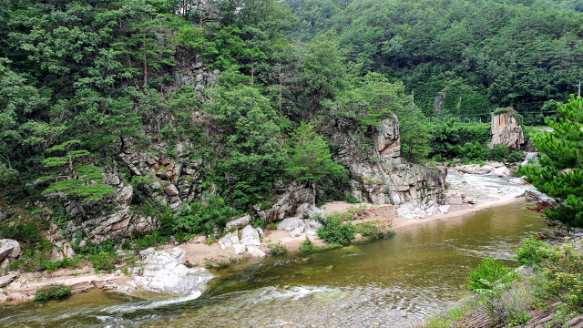 [두바퀴로 달리는 경북도 명품길 2천km] ② 세평하늘 금강송 숲길 75Km